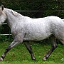 Spanish Norman Horse 1 (26)